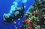 Strait of Tiran Coral Reefs in Sharm el Sheikh Egypt