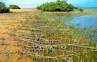 Nabq National Park Protected Reserves in Sharm el Sheikh Egypt