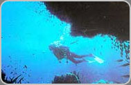 Red Sea Diving - Abu Galum - PADI Scuba Diving Centres in Sharm el Sheikh
